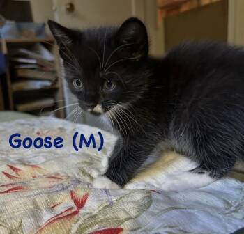 Goose (The “Fancy Feet” Footnotes) -  Domestic Short Hair Cat for Adoption in Telford, Pennsylvania - Goose (The “Fancy Feet” Footnotes) | PetCurious
