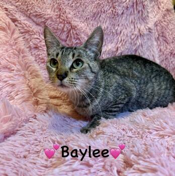 Rescue Tabby Cats for Adoption in Copley, Ohio - Baylee | PetCurious