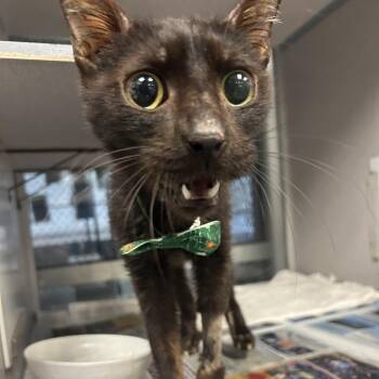 Domestic Short Hair Cats Available for Adoption in San Antonio, Texas - Sir Orbeez Esquire | PetCurious