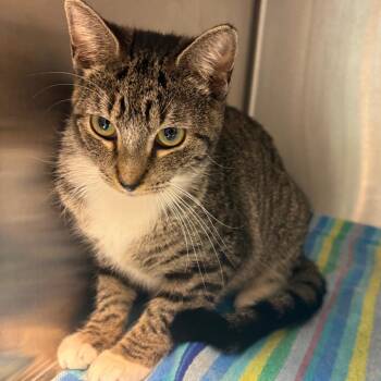 Tammie -  Domestic Short Hair Cat for Adoption in Englewood, Florida - Tammie | PetCurious