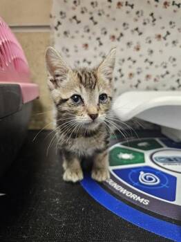 TIM -  Domestic Short Hair Cat for Adoption in Riverside, California - TIM | PetCurious