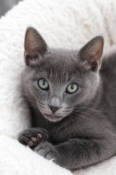 Trixie -  Domestic Short Hair Cat for Adoption in Union City, California - Trixie | PetCurious