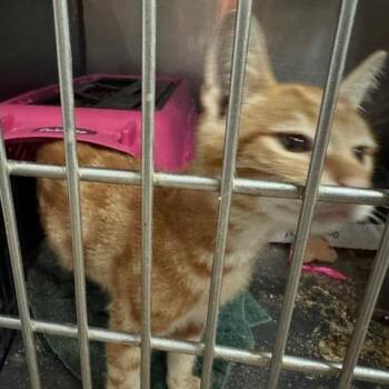 0926-41 Julius -  Domestic Short Hair Cat for Adoption in Abingdon, Maryland - 0926-41 Julius | PetCurious