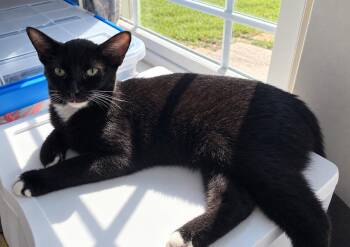 Jolt -  Domestic Short Hair Cat for Adoption in Kansas City, Missouri - Jolt | PetCurious