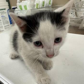 LUKE -  Domestic Short Hair Cat for Adoption in Rancho Cucamonga, California - LUKE | PetCurious