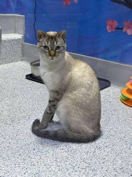 Domestic Short Hair Cats Available for Adoption in Colorado Springs, Colorado - Uzumaki | PetCurious