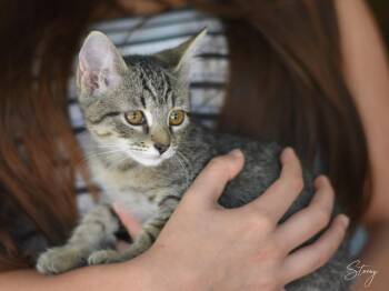 Stormy -  Domestic Medium Hair Cat for Adoption in Montgomery, Texas - Stormy | PetCurious