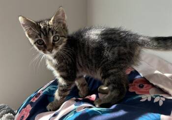 Rescue Domestic Short Hair Cats for Adoption in Raleigh, North Carolina - JASLYN | PetCurious