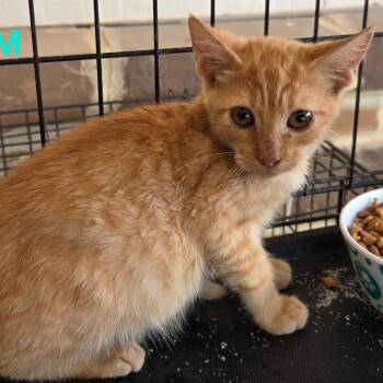 Rescue Domestic Short Hair Cats for Adoption in Floresville, Texas - Buddy | PetCurious