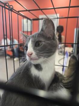 A799769 -  Domestic Short Hair Cat for Adoption in Louisville, Kentucky - A799769 | PetCurious