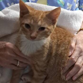 Creamsicle -  Domestic Short Hair Cat for Adoption in League City, Texas - Creamsicle | PetCurious