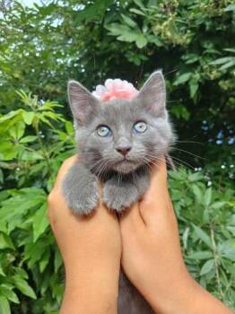 Russian Blue Cats Available for Adoption in Liverpool, Texas - Celeste | PetCurious
