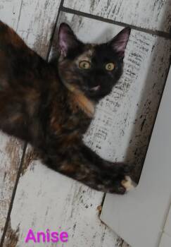Anise -  Domestic Short Hair Cat for Adoption in Boone, Colorado - Anise | PetCurious