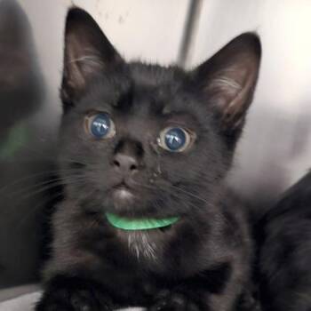 Domestic Short Hair Cats Available for Adoption in Schenectady, New York - Dinero - Green Collar | PetCurious