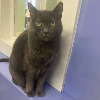 Rescue Domestic Short Hair Cats for Adoption in Pittsford, Vermont - Skye | PetCurious