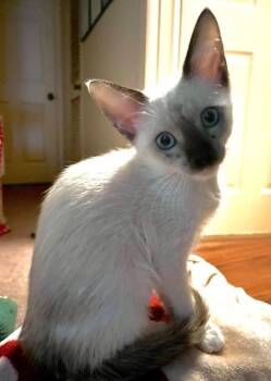 Fiona -  Siamese Cat for Adoption in San Antonio, Texas - Fiona | PetCurious