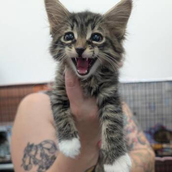 Cheeky -  Domestic Long Hair and Domestic Short Hair Cat for Adoption in Bismarck, North Dakota - Cheeky | PetCurious