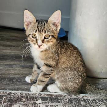 Ron Swanson -  Domestic Short Hair Cat for Adoption in Eagle Mountain, Utah - Ron Swanson | PetCurious