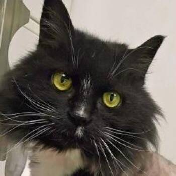 Mouser -  Domestic Long Hair and Domestic Short Hair Cat Available for Adoption in Woodinville, Washington - Mouser | PetCurious