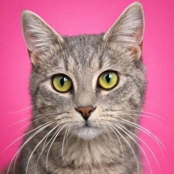 Domestic Short Hair Cats Available for Adoption - Tipsy | PetCurious