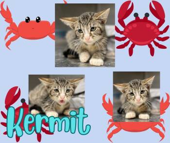 Rescue Domestic Short Hair Cats for Adoption in Hopkinsville, Kentucky - Kermit | PetCurious