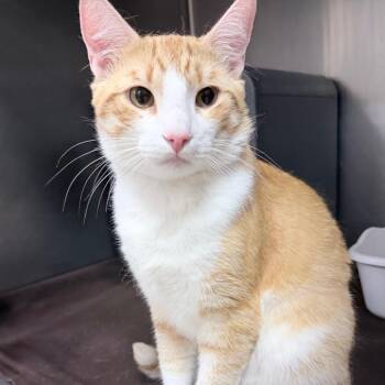 Sebastian -  Domestic Short Hair Cat for Adoption in Titusville, Florida - Sebastian | PetCurious