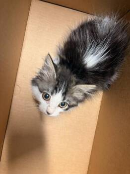 SWEET PEA -  Domestic Long Hair Cat for Adoption in Tustin, California - SWEET PEA | PetCurious