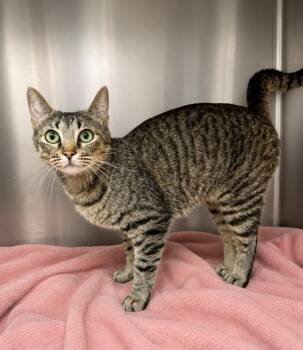 Tiny -  Domestic Short Hair Cat for Adoption in Lafayette, Louisiana - Tiny | PetCurious