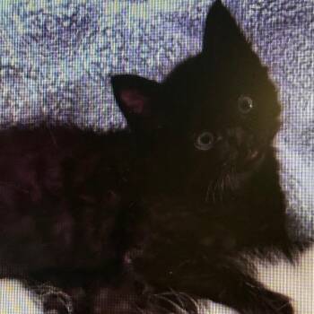 Tuna -  Domestic Medium Hair Cat for Adoption in Tampa, Florida - Tuna | PetCurious