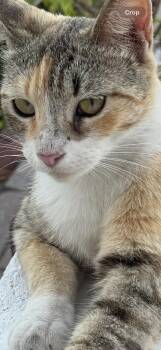 Rescue Domestic Short Hair Cats for Adoption in Coral Gables, Florida - Ginger | PetCurious