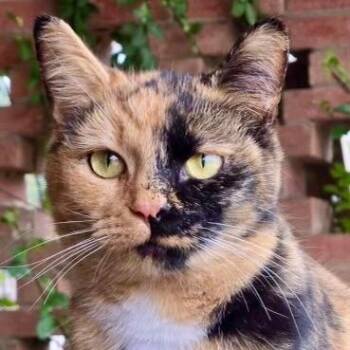 Sabrina -  Tortoiseshell Cat for Adoption in Gastonia, North Carolina - Sabrina | PetCurious