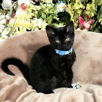 Blacky -  Domestic Short Hair Cat for Adoption in Springfield, Missouri - Blacky | PetCurious