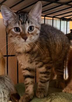 Elle -  Domestic Medium Hair Cat for Adoption in Mountain Home, Arkansas - Elle | PetCurious