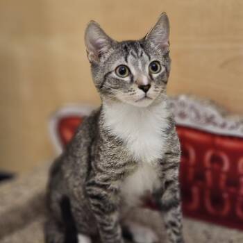 Rescue Tabby Cats for Adoption in Richmond, Virginia - Barclay | PetCurious