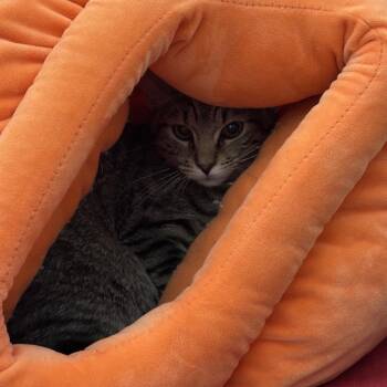 Domestic Short Hair Cats Available for Adoption in Lynchburg, Virginia - Sergio | PetCurious