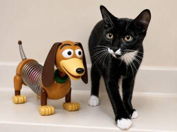Slinky -  Domestic Short Hair Cat for Adoption in Sebastian, Florida - Slinky | PetCurious