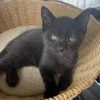 Duncan -  Domestic Short Hair Cat for Adoption in Long Beach, California - Duncan | PetCurious