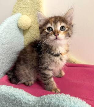 Carmen -  Domestic Short Hair Cat for Adoption in Nashville, Tennessee - Carmen | PetCurious