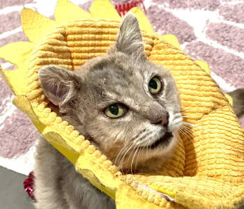 Rescue Domestic Short Hair Cats for Adoption in Oakland, California - Gandalf | PetCurious