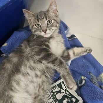 Triton -  Domestic Short Hair Cat for Adoption in Monroe, Michigan - Triton | PetCurious