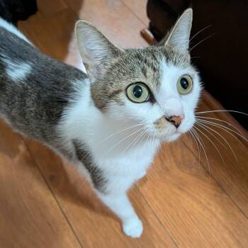 Amelia Bedelia -  Domestic Short Hair Cat for Adoption in UNIVERSITY PA, Maryland - Amelia Bedelia | PetCurious