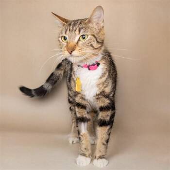 Domestic Short Hair Cats Available for Adoption in St. Louis, Missouri - DO | PetCurious