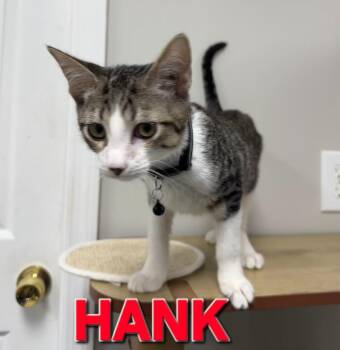 Hank -  Domestic Short Hair Cat for Adoption in Rome, Georgia - Hank | PetCurious