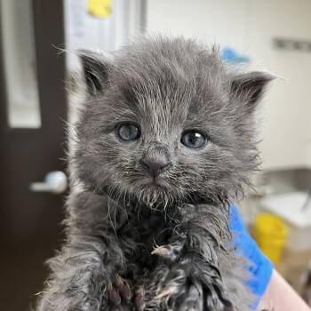 Domestic Long Hair Cats Available for Adoption in Lyndhurst, Virginia - Steve | PetCurious