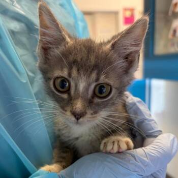Hammer -  Domestic Short Hair Cat for Adoption in Nashville, Tennessee - Hammer | PetCurious