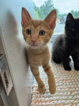 MAC & CHEESE CONTEST -  Domestic Short Hair Cat for Adoption in Leesburg, Virginia - MAC & CHEESE CONTEST | PetCurious