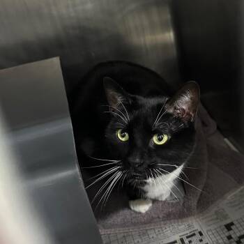Kaya -  Domestic Short Hair Cat for Adoption in Chicago, Illinois - Kaya | PetCurious