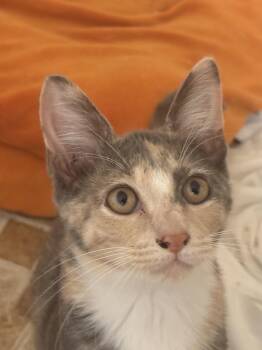 Punkin -  Domestic Short Hair Cat for Adoption in Oviedo, Florida - Punkin | PetCurious