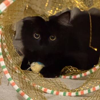 Etta Warwick -  Domestic Medium Hair Cat for Adoption in Morrison, Colorado - Etta Warwick | PetCurious