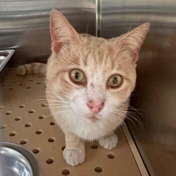 Domestic Short Hair Cats Available for Adoption in Edinburg, Texas - Snickerdoodle | PetCurious